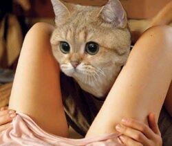 Pussy to Pussy
