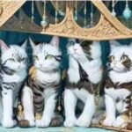SEND NUDES Cats Illusion