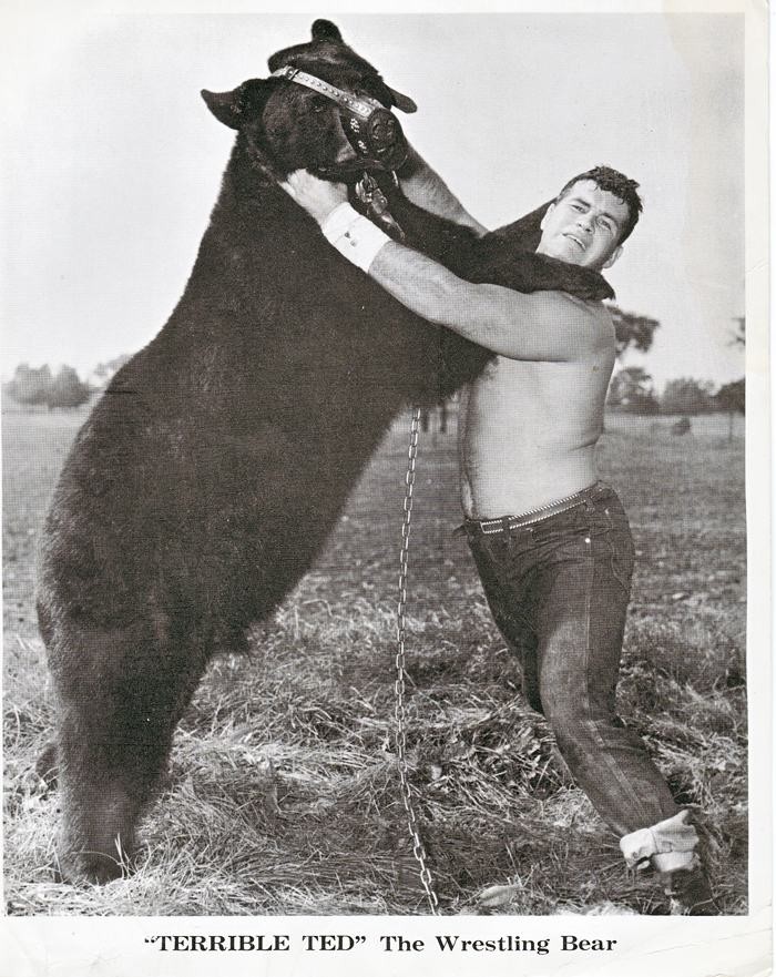 Terrible Ted wrestling bear