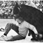 Victor the Wrestling Bear