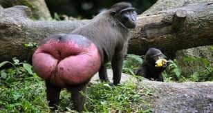 baboon butt cheeks lips