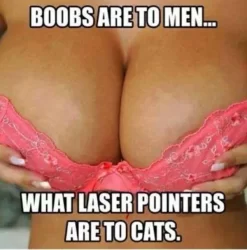 Boobs Are To Men What Laser Pointers Are To Cats sexy memes