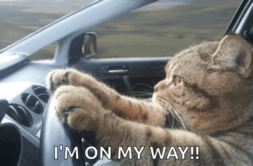 Cat Driving Serious I'm On My Way GIF
