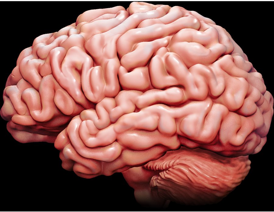 Human Brain