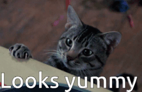 Looks Yummy Hungry Cat Delicious GIF (2)