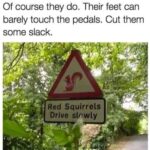 Red Squirrels Drive Slowly road sign meme