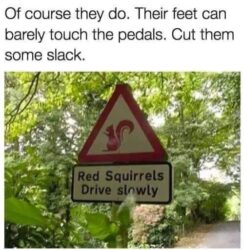 Red Squirrels Drive Slowly road sign meme