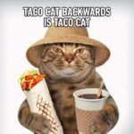 TACO CAT Backwards is taco cat