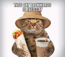 TACO CAT Backwards is taco cat