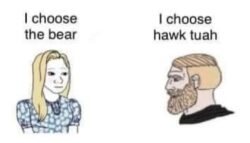 Bear vs Hawk Tuah