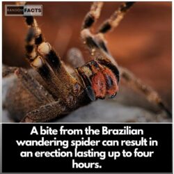 Brazilian Spider 4 Hours Erection