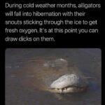 Alligators Hibernation meme