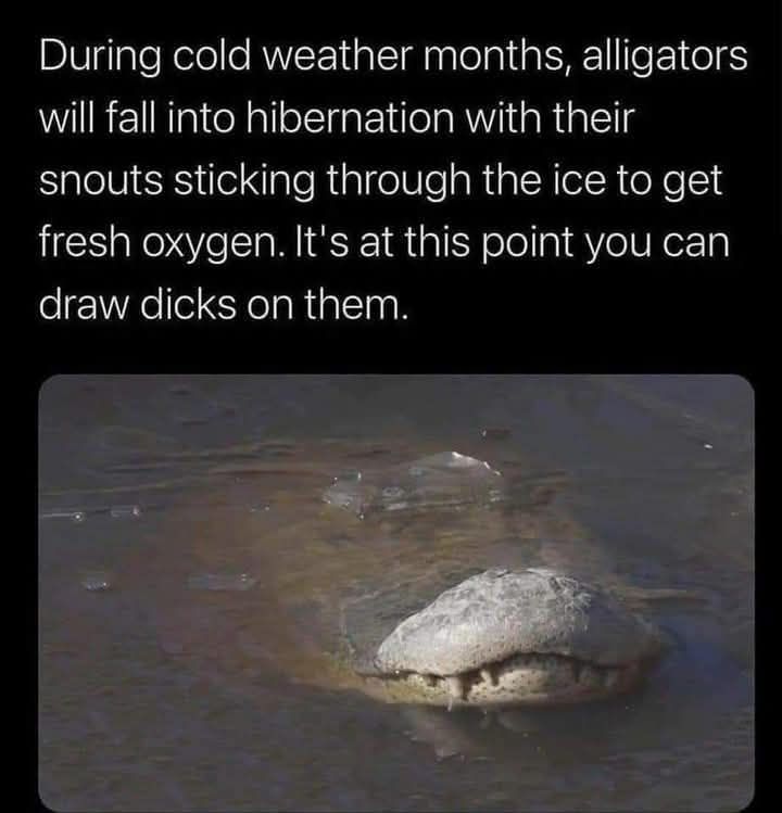 Alligators Hibernation meme - PYGear.com