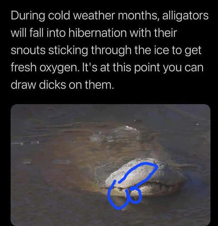 It's not an alligator it's a cockodile
