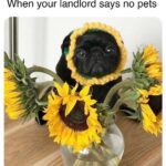 When your landlord says no pets