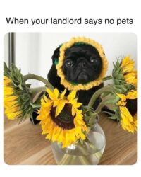 When your landlord says no pets