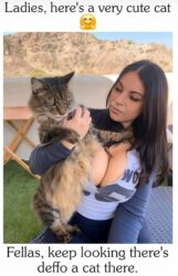 Ladies here's a very cute cat Fellas keep looking there's deffo a cat there