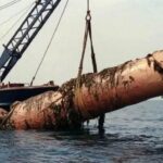 Giant Dildo Cock saved from the sea