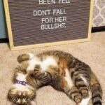 The cat has been fed Don't fall for her bullshit
