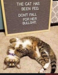 The cat has been fed Don't fall for her bullshit