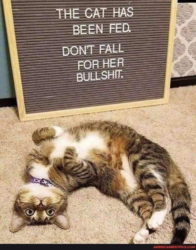 The cat has been fed Don't fall for her bullshit