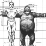 Gorilla vs Man Measurements