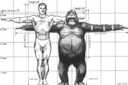 Gorilla vs Man Measurements