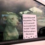 Dog left in the car with Taylor Swift