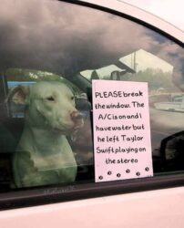 Dog left in the car with Taylor Swift