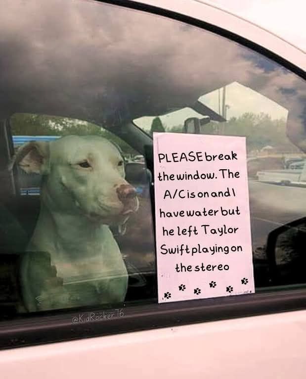 Dog left in the car with Taylor Swift