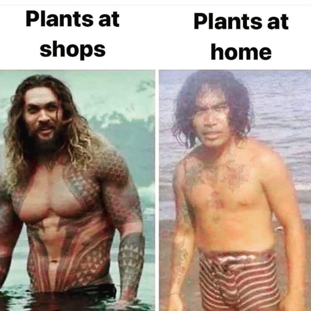 Plants at shops vs Plants at home