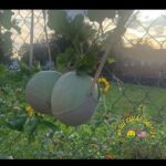 When they're all natural and need a little support - Boobs bra mellon meme