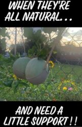 When they're all natural and need a little support - Boobs bra mellon meme